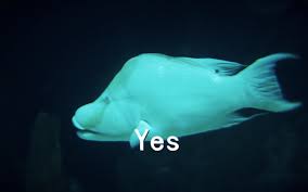 Image result for yes fish image